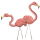 Flamingo Flamingo